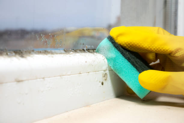 Best Mold Cleaning Services  in Mount Joy, PA