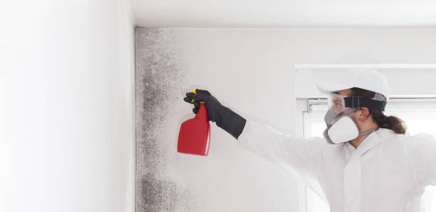 Best Mold Removal and Inspection  in Mount Joy, PA